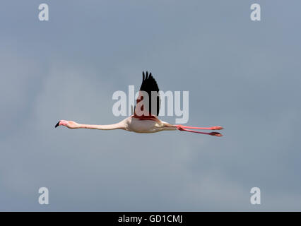 Den gestreckten Flug der Rosaflamingo in der Camargue. Provence, Frankreich Stockfoto