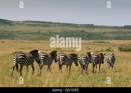 Gemeinsamen Zebras (Equus Quagga), Masai Mara National Reserve, Kenia, Afrika Stockfoto