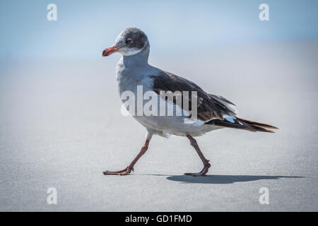 Eine juvenile Delfinmöwe (Leucophaeus Scoresbii) spaziert an Einem Sandstrand im Sonnenschein mit dem Meer im Hintergrund. Es hat Eine graue und weiße... Stockfoto