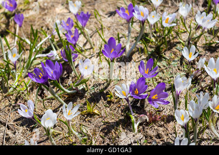 Bergfrühling Krokus (Crocus Vernus Albiflorus) Blumen in weiß und violett. Stockfoto