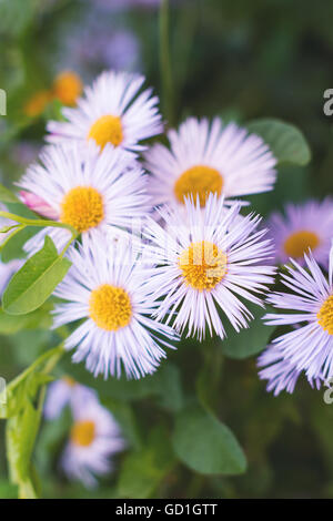 Italienische Astern, schöne Blumen im Garten, Nahaufnahme Stockfoto