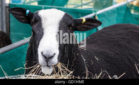 Schwarz und weiß Zwartbles Schaf Essen Heu im Kent County Show Stockfoto