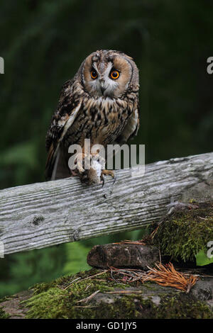 Lange Eared Owl Stockfoto