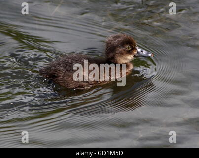 Juvenile getuftet Entlein (Aythya Fuligula) in einem See schwimmen Stockfoto