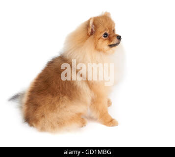 Schönen Pommerscher Hund sitzt auf weißen Hintergrund isoliert Stockfoto