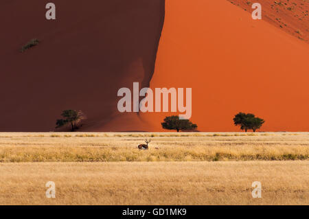 Ein Springbock stand vor roten Dünen im Sossusvlei, Namibia, Afrika Stockfoto
