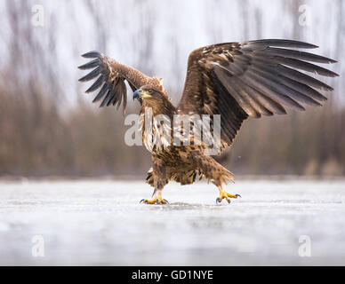 Juvenile Seeadler (Haliaeetus Horste) gleiten auf einem eisbedeckten marsh Stockfoto