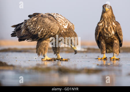 Zwei Seeadler (Haliaeetus Horste) gerade Jungfische durch das Eis auf einem gefrorenen See Stockfoto