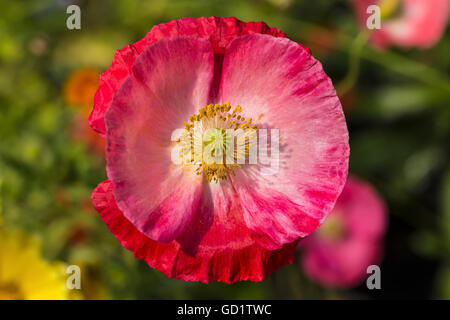 Dieser isländische Mohn (Papaver nudicaule) war eine von vielen blühende Pflanzen, die im Polytunnel (Plastikgewächshaus) Eines lokalen Gartens angebaut wurden... Stockfoto