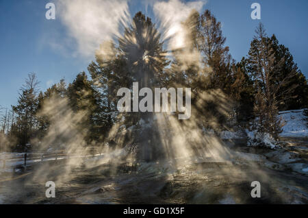 Explosion von Licht durch die Bäume filtern und bilden etwas wie ein Heiligenschein an der Spitze Stockfoto