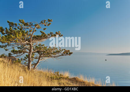 bunte Kiefer auf hügeligen dalmatinischen Küste im Sonnenuntergang, in der Nähe von Brela Dorf, Dalmatien, Kroatien Stockfoto