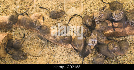 Ratten auf Holz in Zelle. Viele Ratten Stockfoto