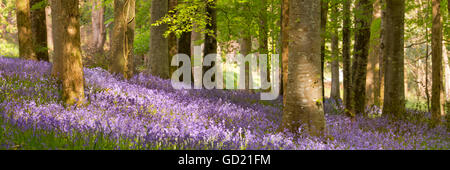 Blühenden Glockenblumen in Tollymore Forest Park in Nordirland. Stockfoto