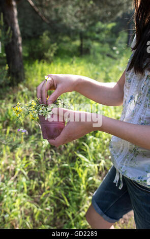 Frau sammelt Blumen im Wald Stockfoto