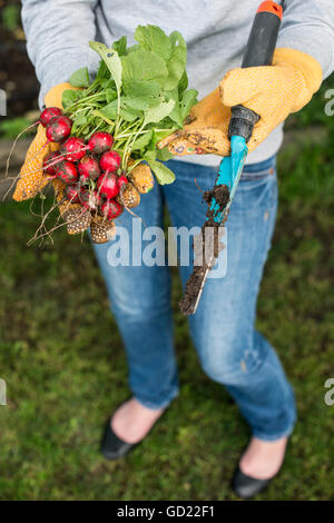 Frau halten Bund Radieschen in einem Garten. Stockfoto