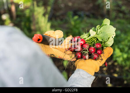 Frau halten Bund Radieschen in einem Garten. Stockfoto