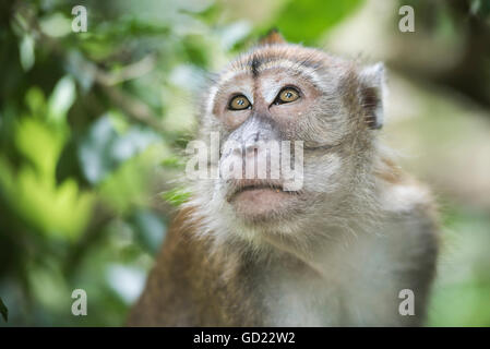 Porträt einer lange Tailed Macaque im Dschungel in Bukit Lawang, Gunung Leuser National Park, Nord-Sumatra, Indonesien Stockfoto