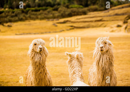 Drei Lamas, Sacsayhuaman Ruinen, Cusco, Peru, Südamerika Stockfoto