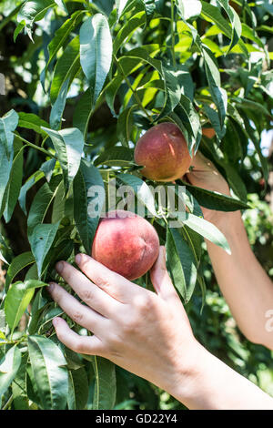 Frau Halt Korb mit Pfirsichen im Obstgarten. Stockfoto