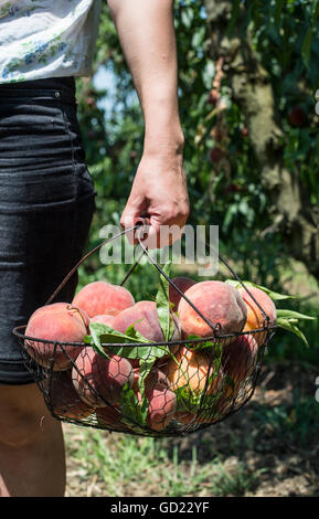Frau Halt Korb mit Pfirsichen im Obstgarten. Stockfoto