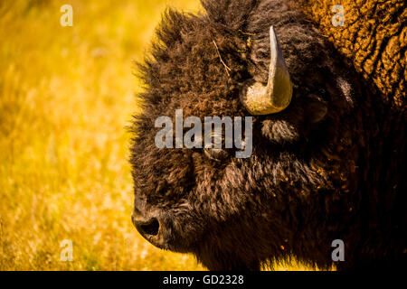 Porträt von einem American Buffalo, Buffalo Round Up, Custer State Park, Black Hills, South Dakota, Vereinigte Staaten von Amerika Stockfoto