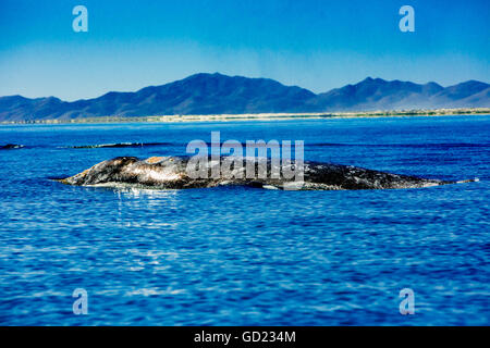 Graue Wale, Whale Watching, Magdalena Bay, Mexiko, Nordamerika Stockfoto