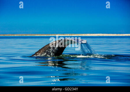 Graue Wale, Whale Watching, Magdalena Bay, Mexiko, Nordamerika Stockfoto