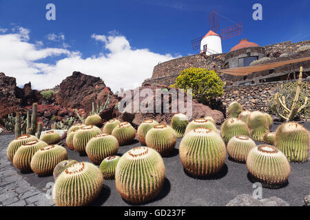 Kakteen Garten Jardin de Cactus von Cesar Manrique, Windmühle, UNESCO-Biosphärenreservat, Guatiza, Lanzarote, Kanarische Inseln, Spanien Stockfoto