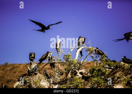 Red-footed Boobie Vögel, Isla del Espiritu Santo, Baja California Sur, Mexiko, Nordamerika Stockfoto