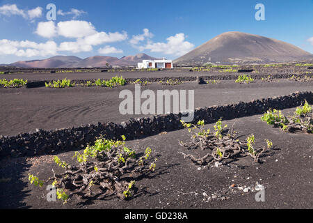 Finca, Weinbau Bezirk La Geria, Lanzarote, Kanarische Inseln, Spanien, Atlantik, Europa Stockfoto