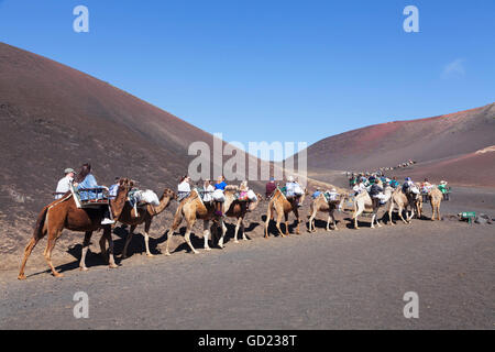 Touristen auf Kamel tour, Dromedare, Parque National de Timanfaya, Lanzarote, Kanarische Inseln, Spanien, Atlantik, Europa Stockfoto