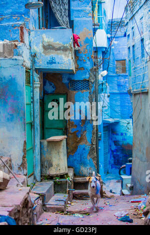 Straßenszene von blaue Häuser, Jodhpur, die blaue Stadt, Rajasthan, Indien, Asien Stockfoto