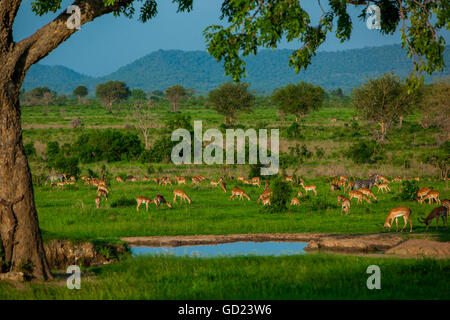 Impala an einem Wasserloch, Mizumi Safari Park, Tansania, Ostafrika, Afrika Stockfoto