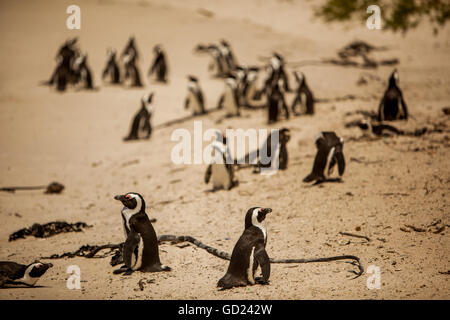 Afrikanische Pinguine Cape, Boulders Beach, Cape Town, Südafrika, Afrika Stockfoto