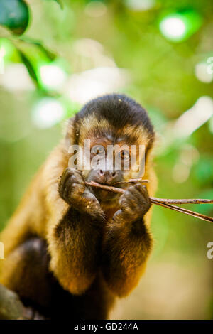 Porträt eines Affen, Johannesburg, Südafrika, Afrika Stockfoto