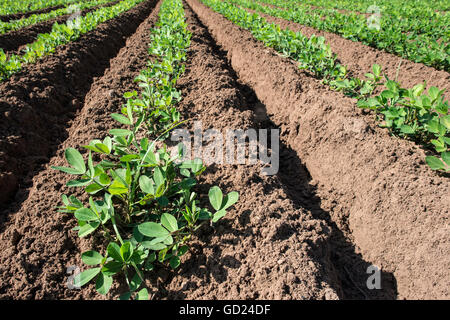 Erdnuss-Plantage. Junge Pflanzen. Kavouri, Griechenland Stockfoto