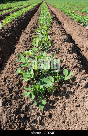 Erdnuss-Plantage. Junge Pflanzen. Kavouri, Griechenland Stockfoto