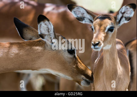 Lake Nakuru National Park, Kenia, Ostafrika, Impala (Aepyceros Melampus), Afrika Stockfoto