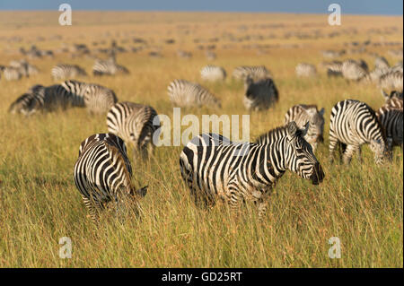 Ebenen Zebras (Equus Quagga), Masai Mara, Kenia, Ostafrika, Afrika Stockfoto