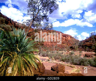 Northern Territory Outback Australien Landschaft - Palm Valley in Finke Gorge National Park Adrian Baker Stockfoto