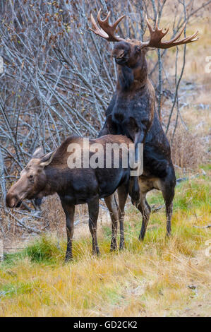 Ein Stier Elch in der Brunft Paarung mit einer Kuh Elch im Kincaid Park in der Nähe von Toney Knowles Coastal Trail, Anchorage, Alaska Yunan Herbst Stockfoto