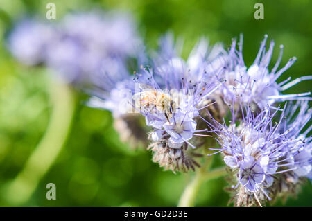 Biene auf Caryopteris Licht, die blaue Blüten Nahaufnahme Stockfoto