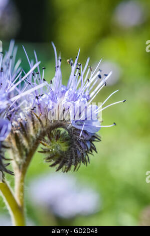 Caryopteris Licht blaue Blüten botanischer Name Nahaufnahme: Caryopteris X clandonensis Common Name: Blaue Nebel Strauch, Blaubart Stockfoto