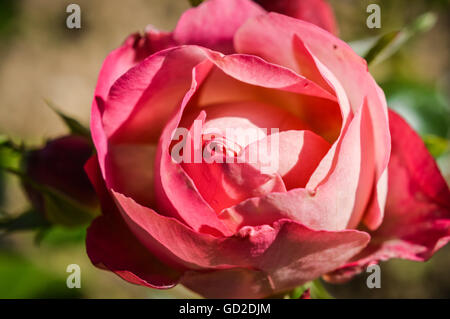 hell rosa rose Draufsicht hautnah Stockfoto
