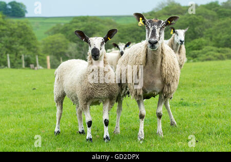 Blaue konfrontiert Leicester Lämmer in einer saftigen Weide, Northumberland, UK. Stockfoto