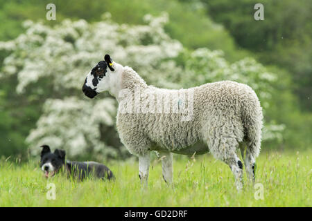 Border-Collie-Schäferhund beobachten ein Maultier Gimmer Lamm auf der Weide, Northumberland, UK. Stockfoto