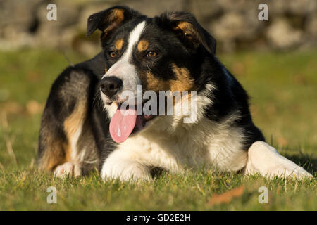 Alert schwarz, weiß und Tan, Border-Collie-Schäferhund Welpen, 6 Monate alt. Yorkshire, Vereinigtes Königreich. Stockfoto