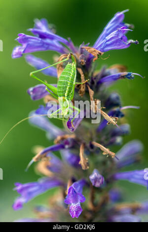 Nepeta kubanica Blume Close-up Bloom Closeup Insekt Tettigonia viridissima große grüne Buschgrille junge Nymphe Insekt auf Blume Grasshopper Stockfoto