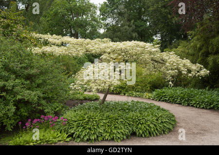 Cornus Controversa 'Variegata', Hochzeitstorte Baum oder bunten Tabelle Hartriegel Stockfoto