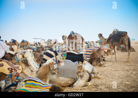 Arabischen Kamel oder Dromedar genannt auch ein bucklig Kamel in der Sahara Wüste, Tunesien Stockfoto